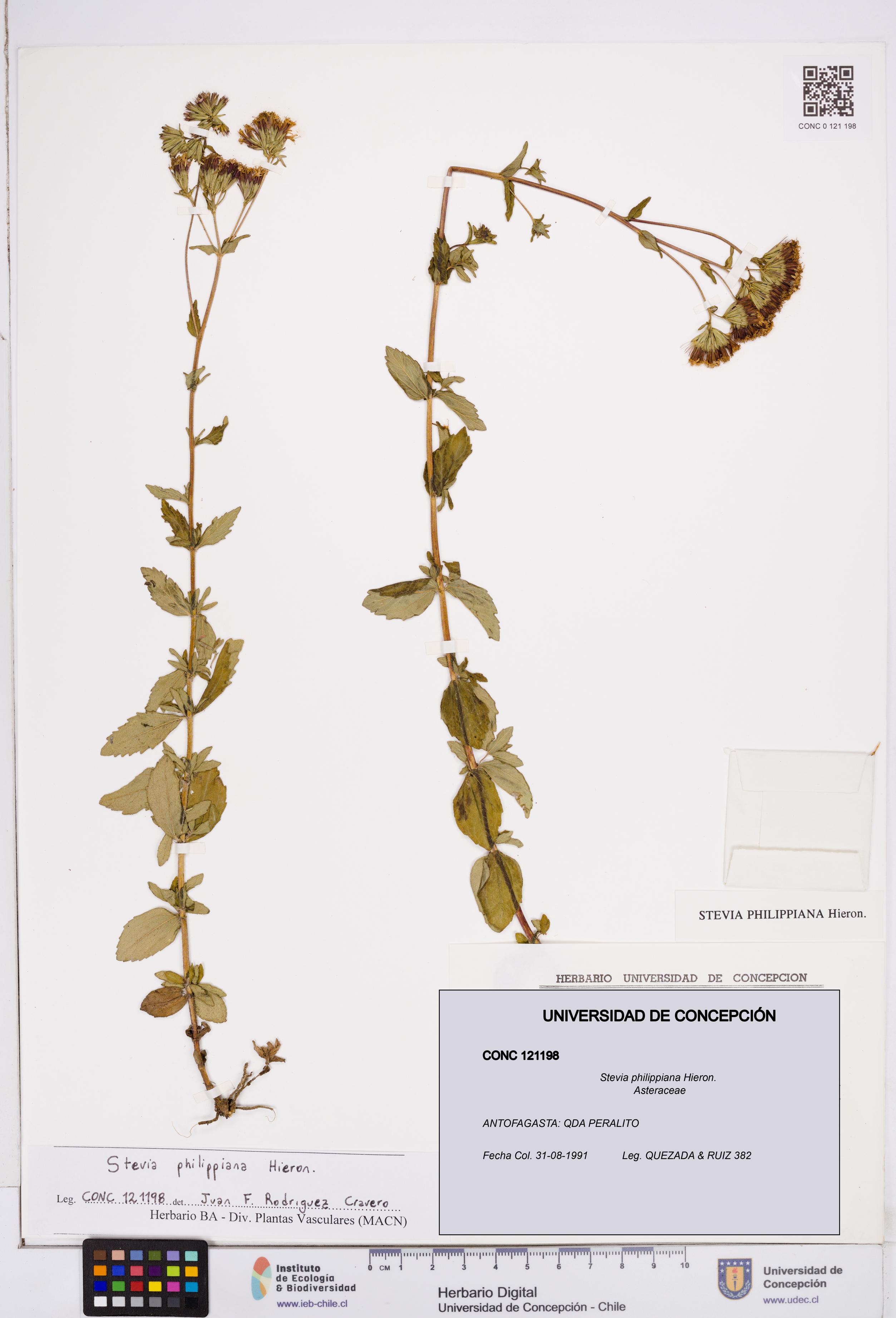Stevia philippiana [Espécimen: ]