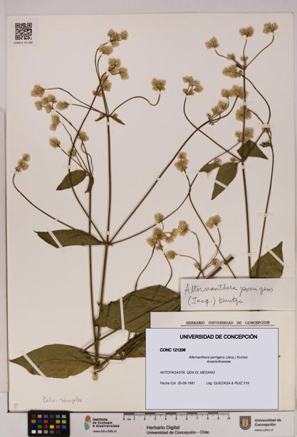Alternanthera porrigens [Espécimen: UDEC:CONC:0121206]