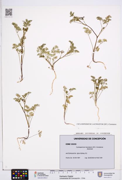 Cyclospermum laciniatum [Espécimen: ]