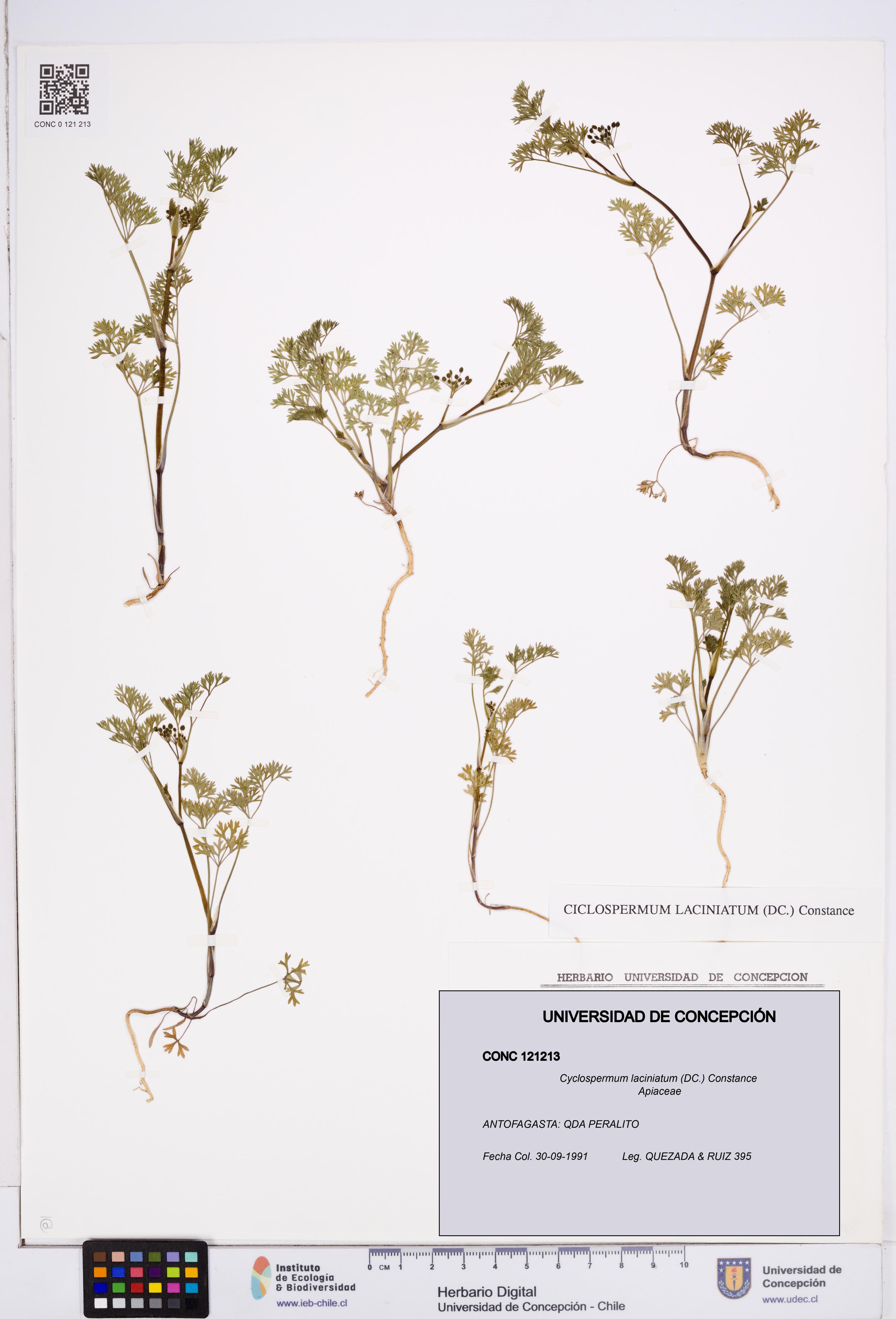 Cyclospermum laciniatum [Espécimen: ]