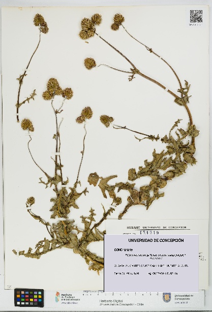 Polyachyrus poeppigii [Espécimen: UDEC:CONC:0121219]