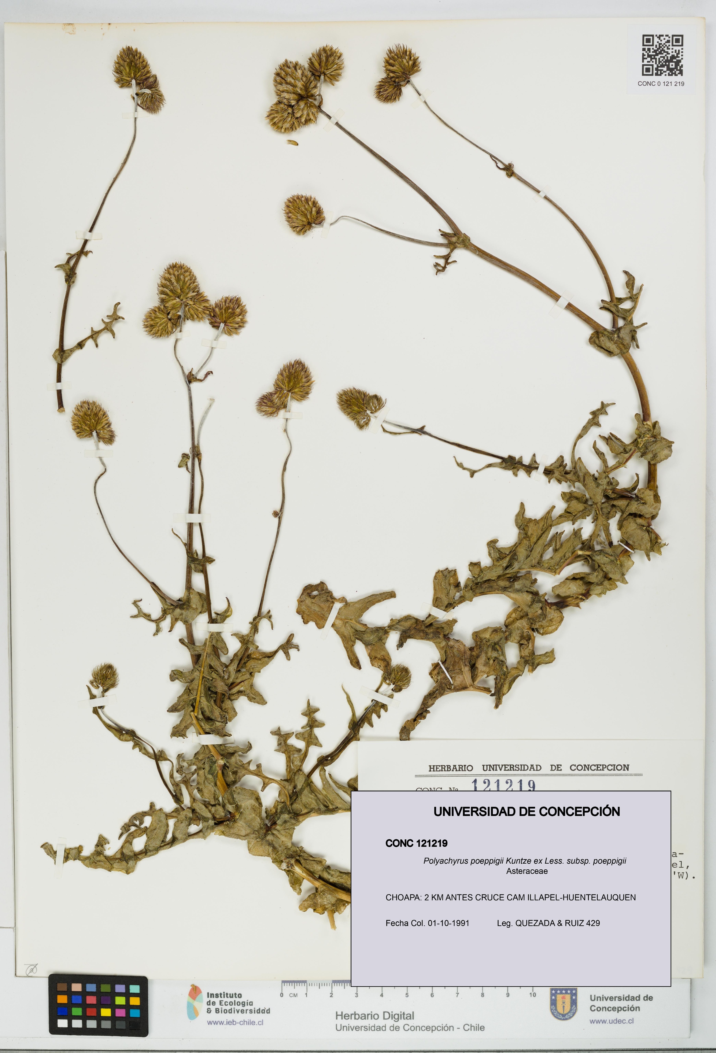 Polyachyrus poeppigii [Espécimen: UDEC:CONC:0121219]