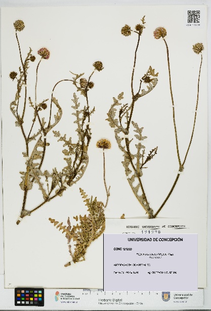 Polyachyrus fuscus [Espécimen: UDEC:CONC:0121220]