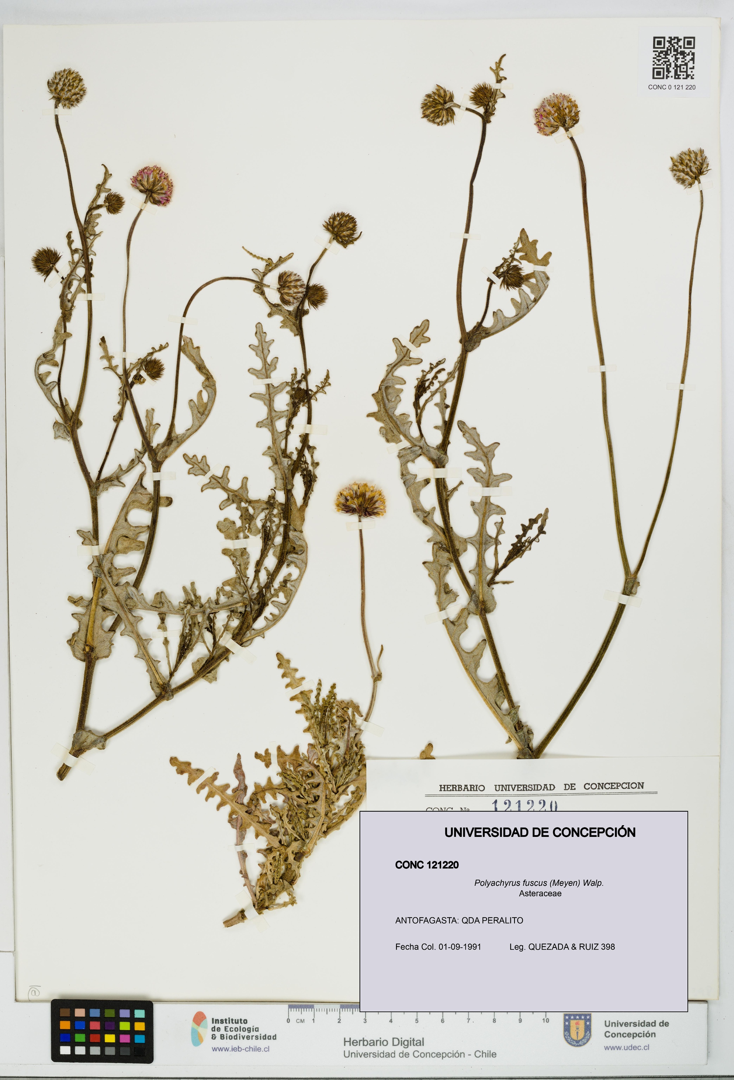 Polyachyrus fuscus [Espécimen: UDEC:CONC:0121220]