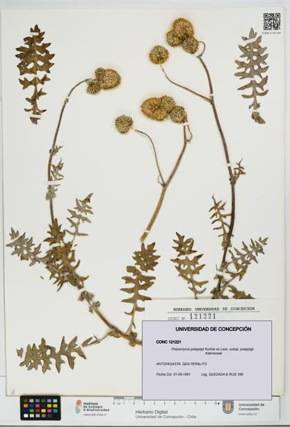 Polyachyrus poeppigii [Espécimen: UDEC:CONC:0121221]