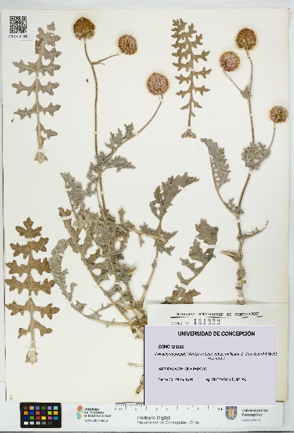 Polyachyrus poeppigii [Espécimen: UDEC:CONC:0121222]