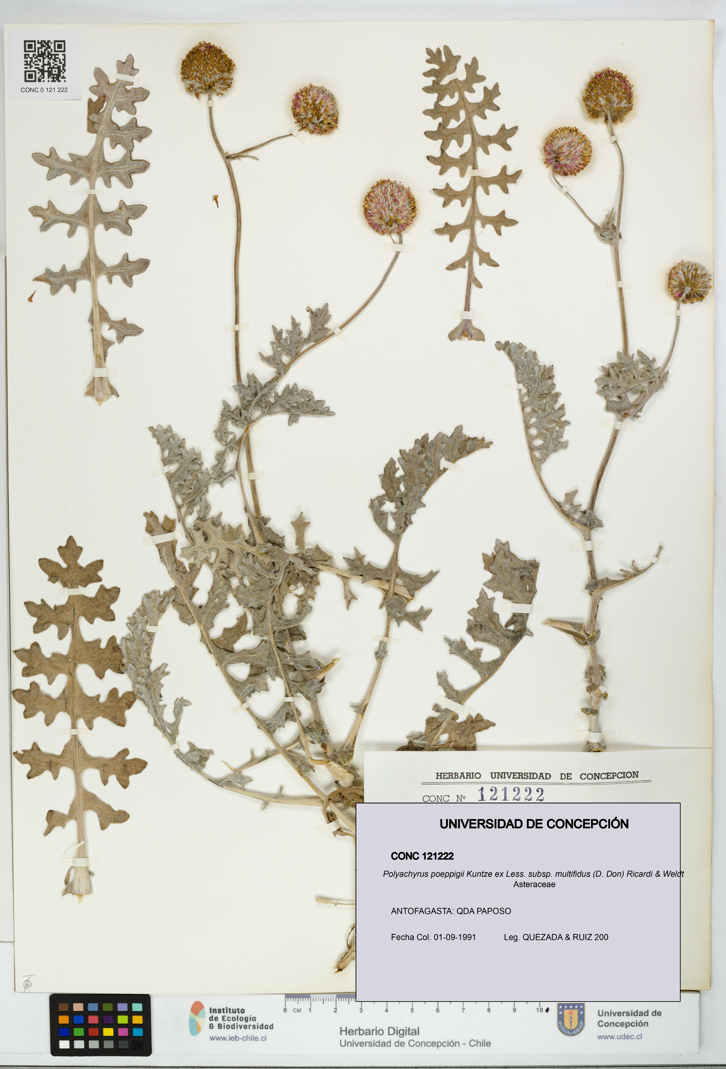 Polyachyrus poeppigii [Espécimen: UDEC:CONC:0121222]