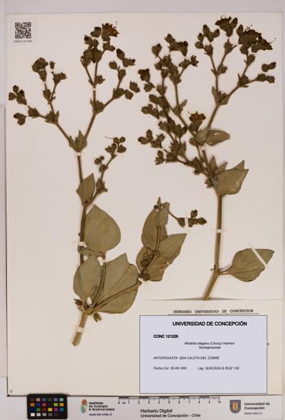 Mirabilis elegans [Espécimen: UDEC:CONC:0121225]