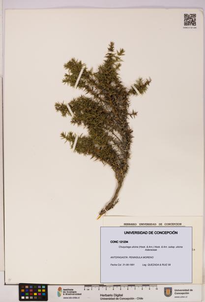 Chuquiraga ulicina subsp. ulicina [Espécimen: UDEC:CONC:0121234]