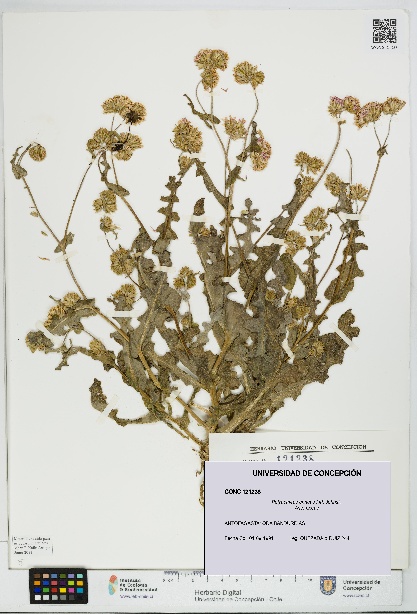 Polyachyrus annuus [Espécimen: UDEC:CONC:0121238]