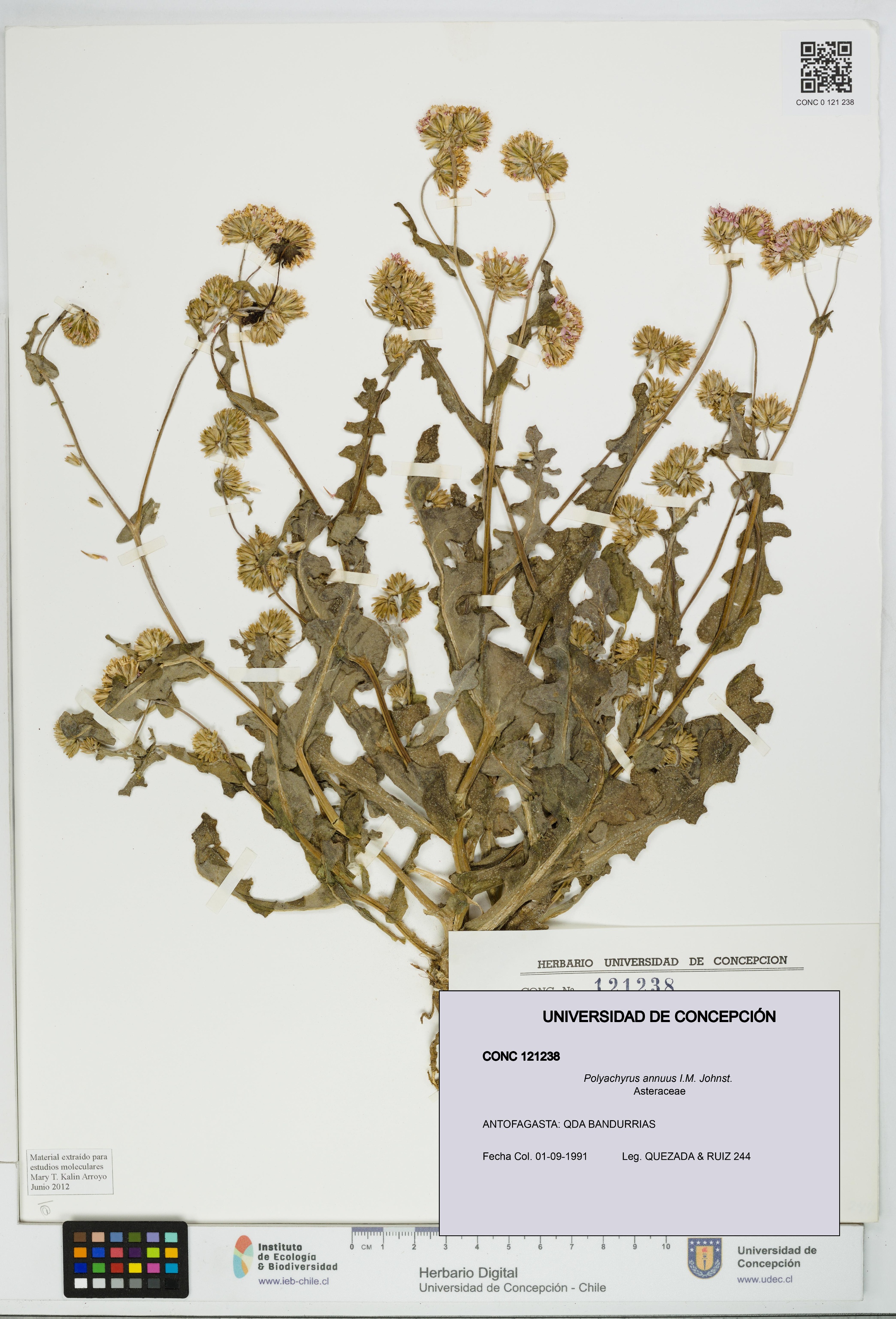 Polyachyrus annuus [Espécimen: UDEC:CONC:0121238]