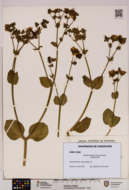 Mirabilis elegans [Espécimen: UDEC:CONC:0121240]
