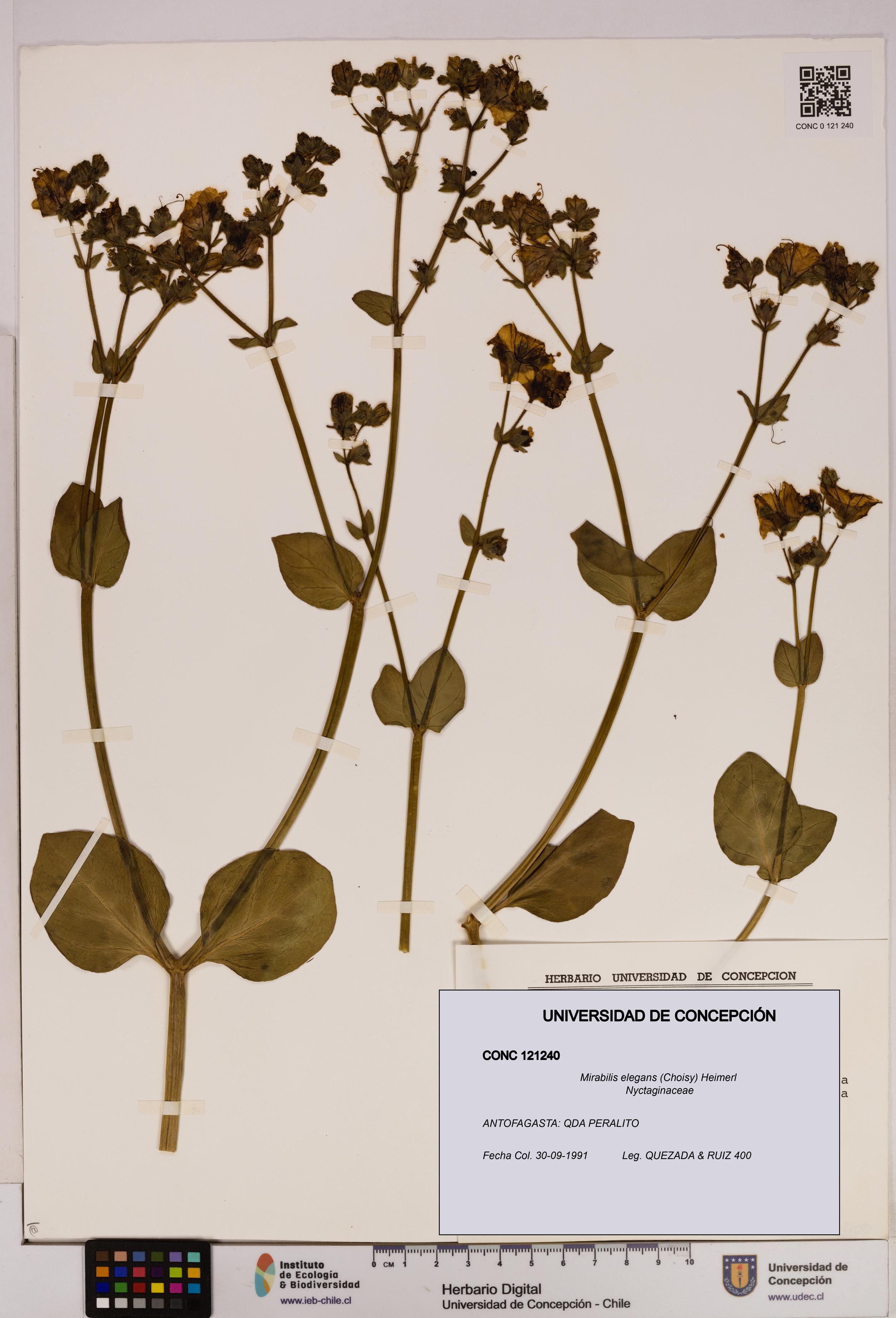 Mirabilis elegans [Espécimen: UDEC:CONC:0121240]