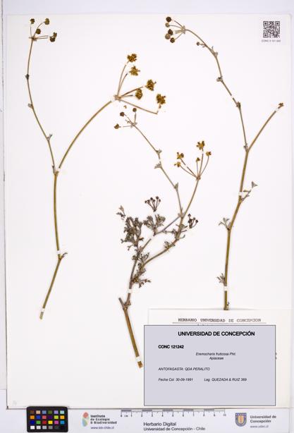 Eremocharis fruticosa [Espécimen: ]