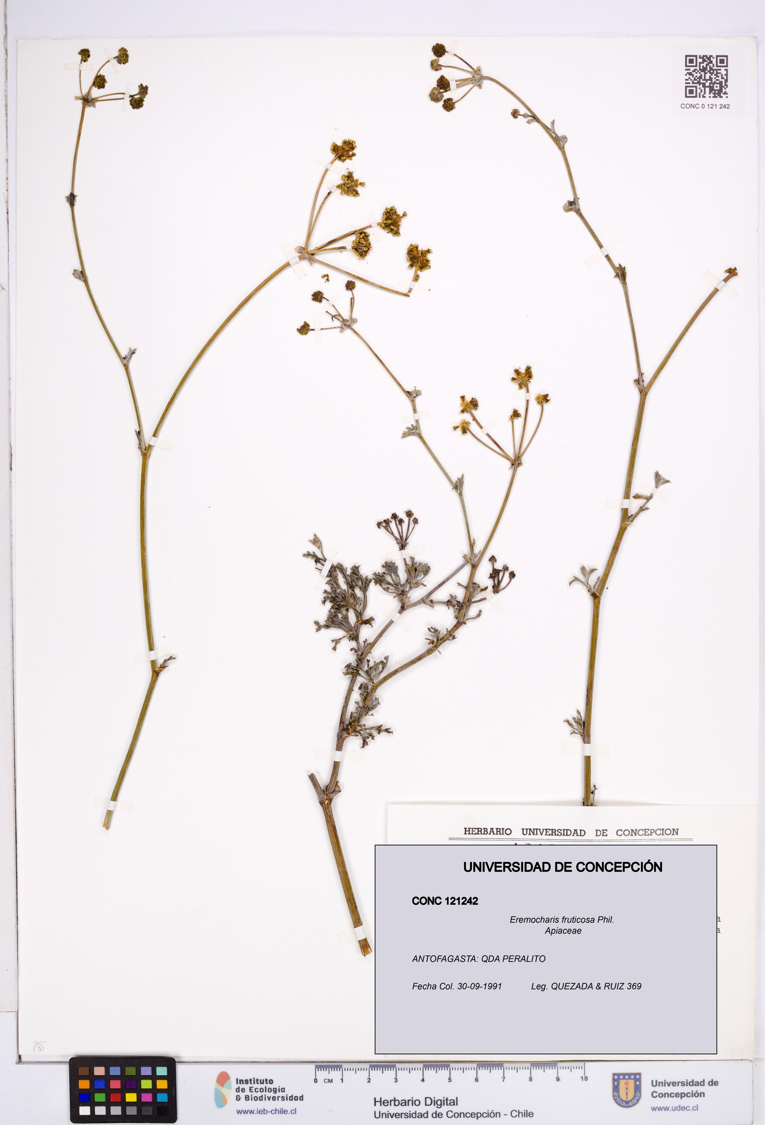 Eremocharis fruticosa [Espécimen: ]