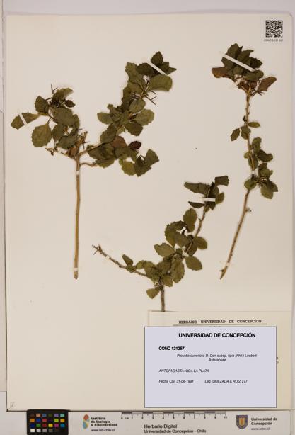 Proustia cuneifolia [Espécimen: UDEC:CONC:0121257]