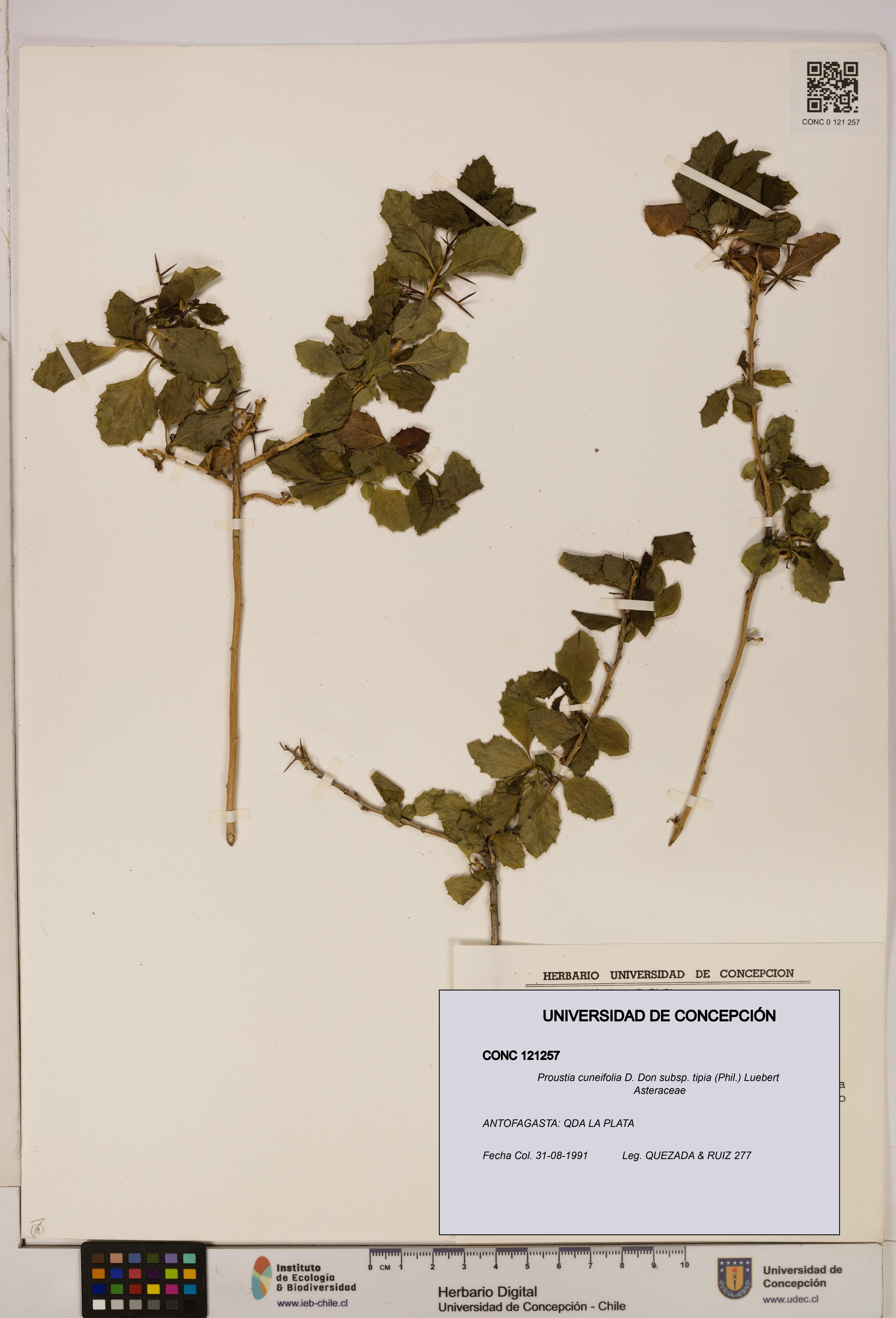 Proustia cuneifolia [Espécimen: UDEC:CONC:0121257]
