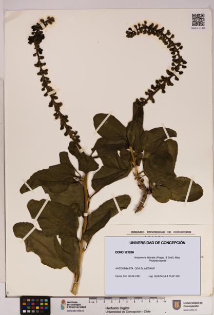 Anisomeria littoralis [Espécimen: UDEC:CONC:0121259]