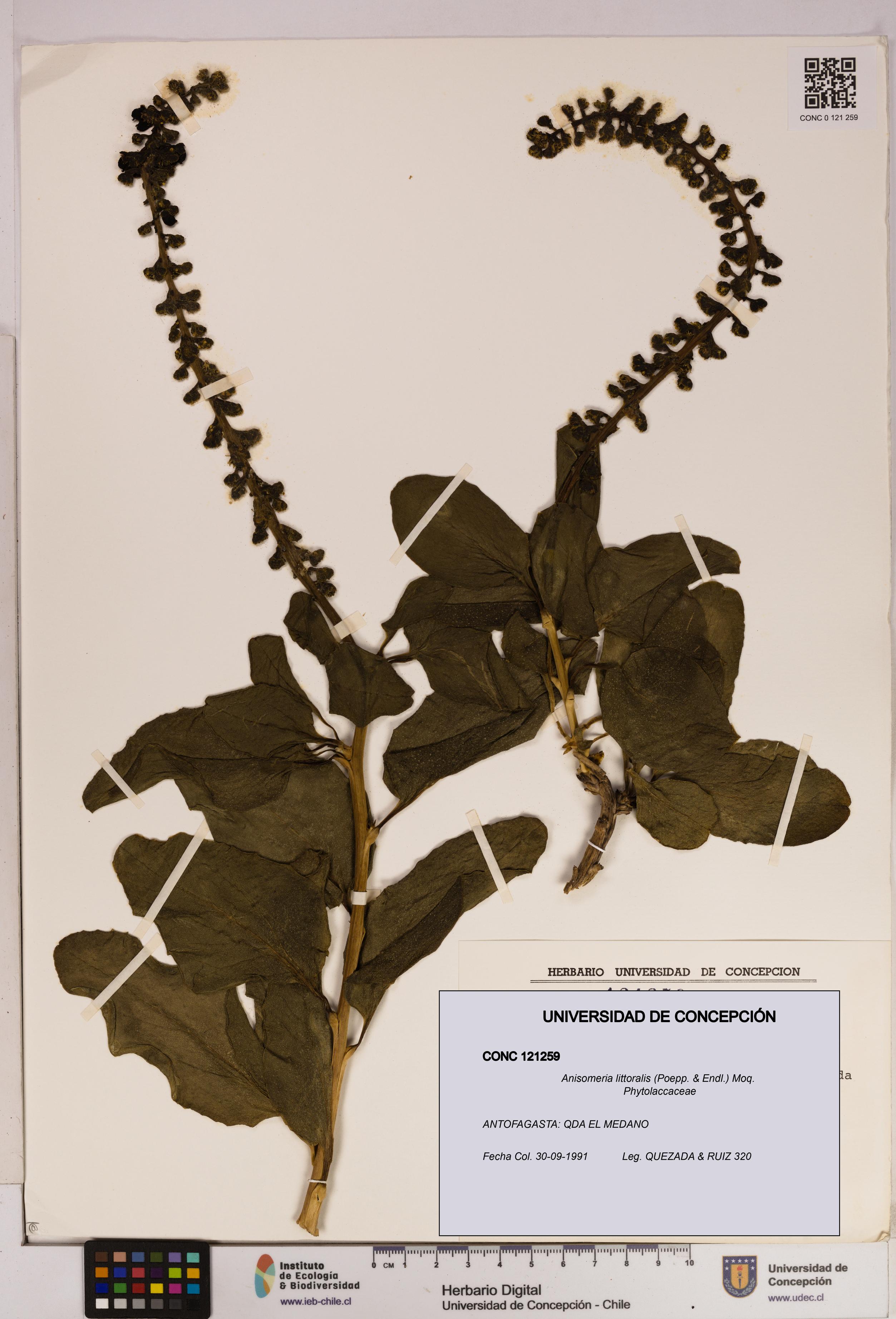 Anisomeria littoralis [Espécimen: UDEC:CONC:0121259]