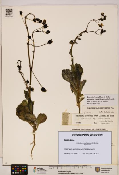 Cistanthe grandiflora [Espécimen: UDEC:CONC:0121263]