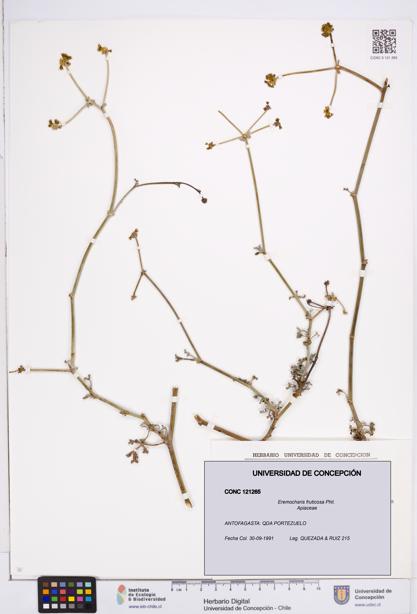 Eremocharis fruticosa [Espécimen: ]