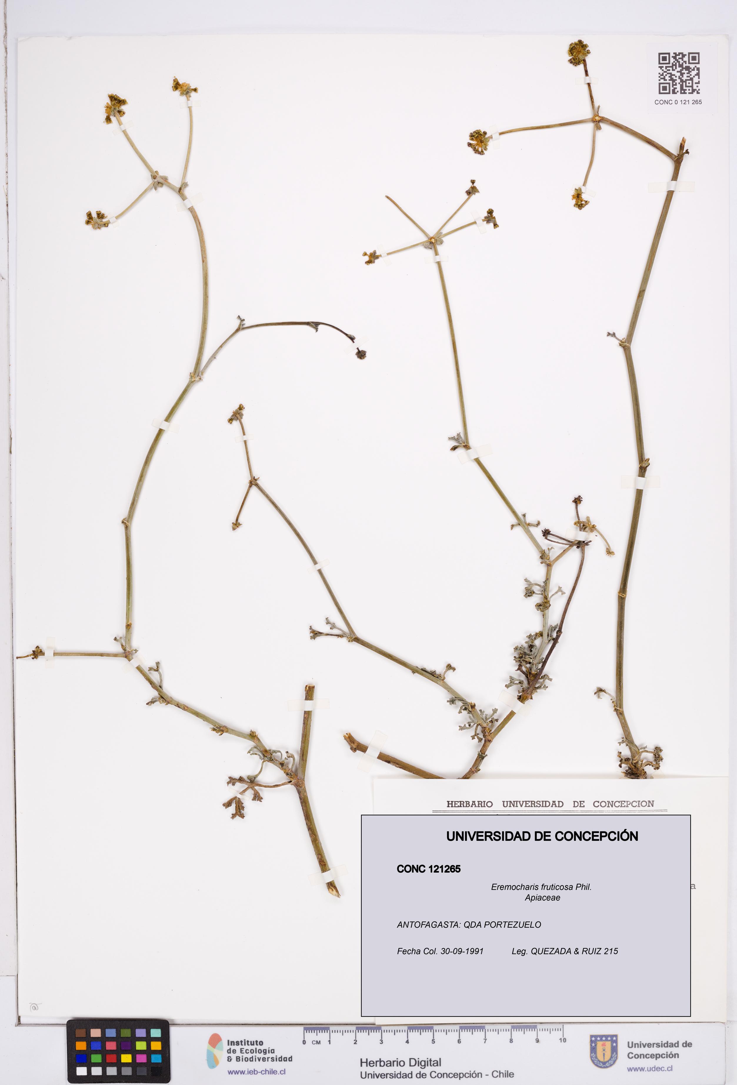 Eremocharis fruticosa [Espécimen: ]