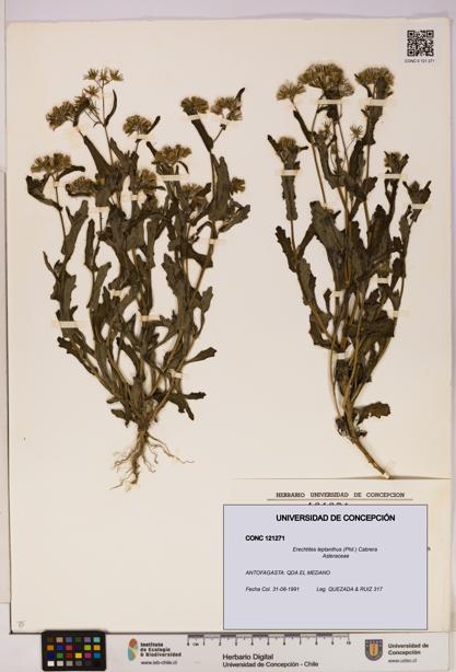 Erechtites leptanthus [Espécimen: ]