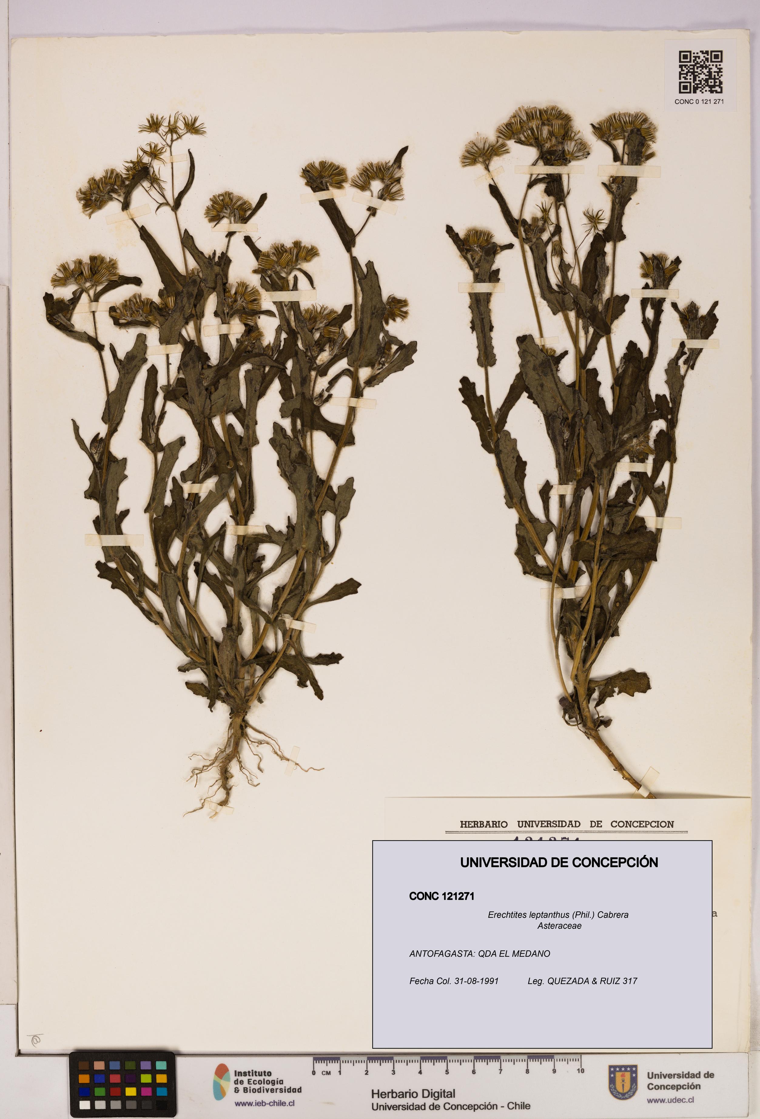 Erechtites leptanthus [Espécimen: ]