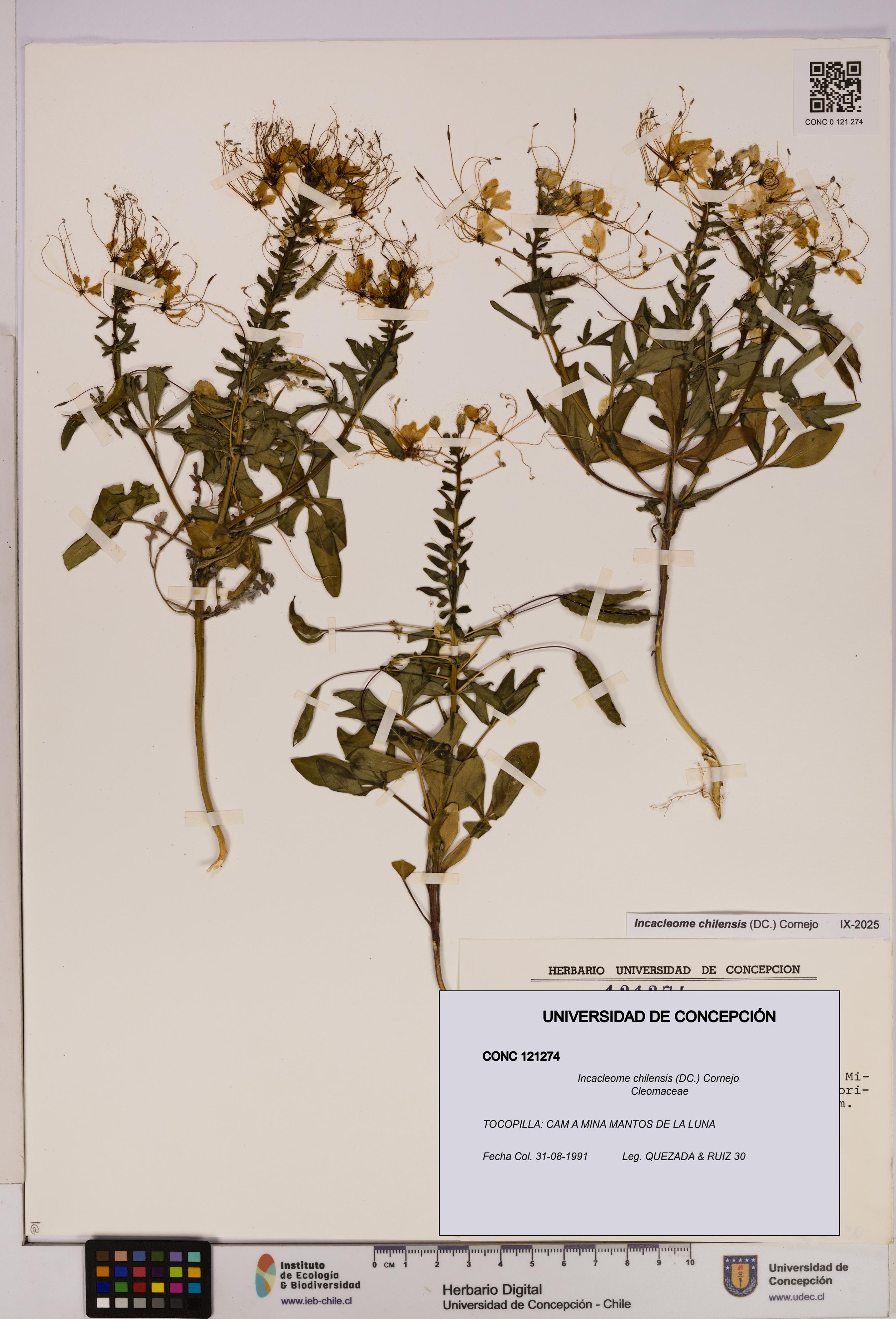 Incacleome chilensis [Espécimen: UDEC:CONC:0121274]