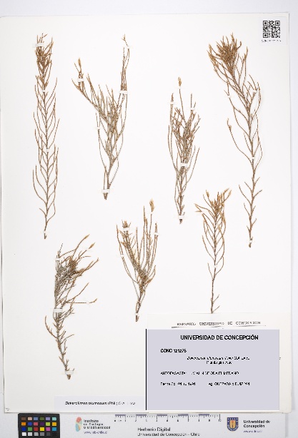 Bakerolimon plumosum [Espécimen: UDEC:CONC:0121275]