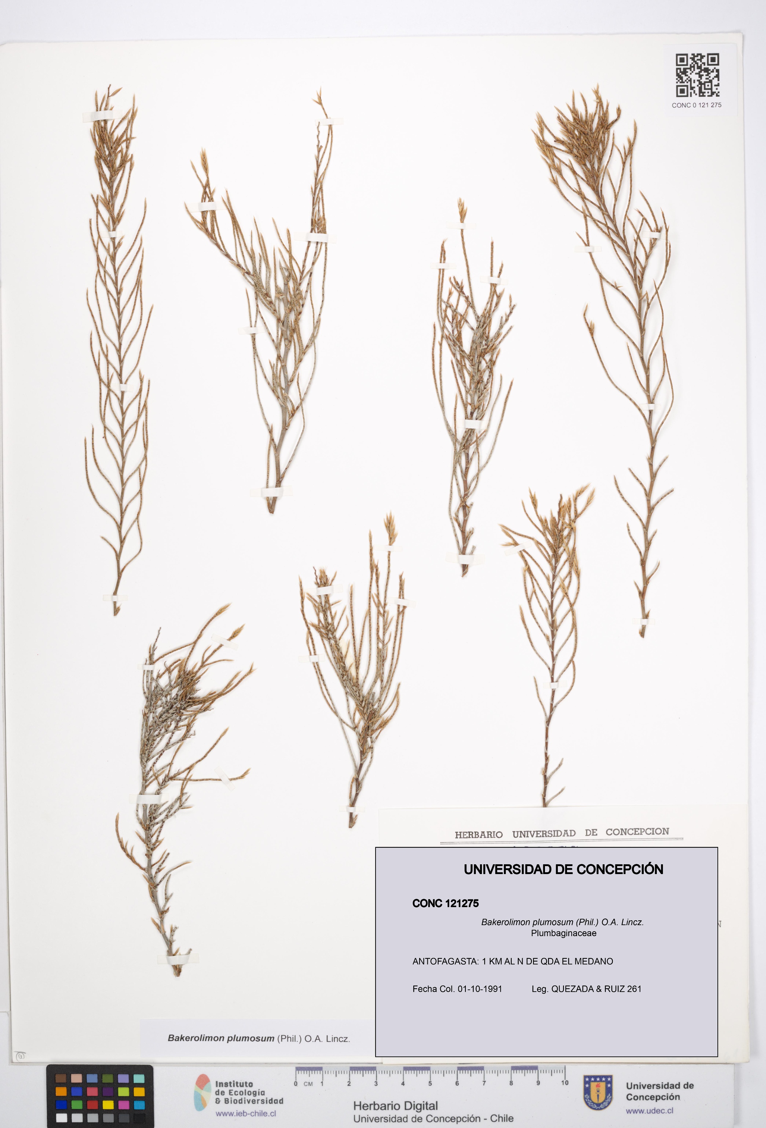 Bakerolimon plumosum [Espécimen: UDEC:CONC:0121275]