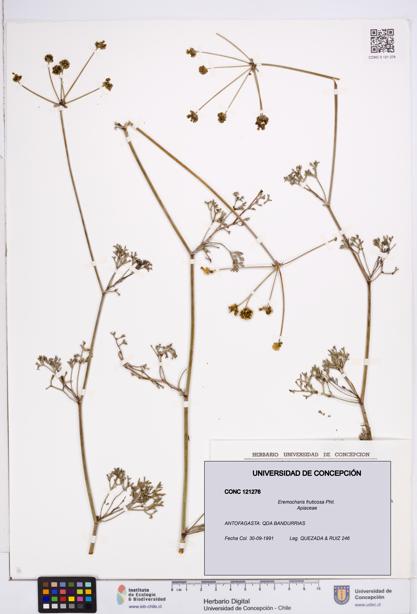 Eremocharis fruticosa [Espécimen: ]