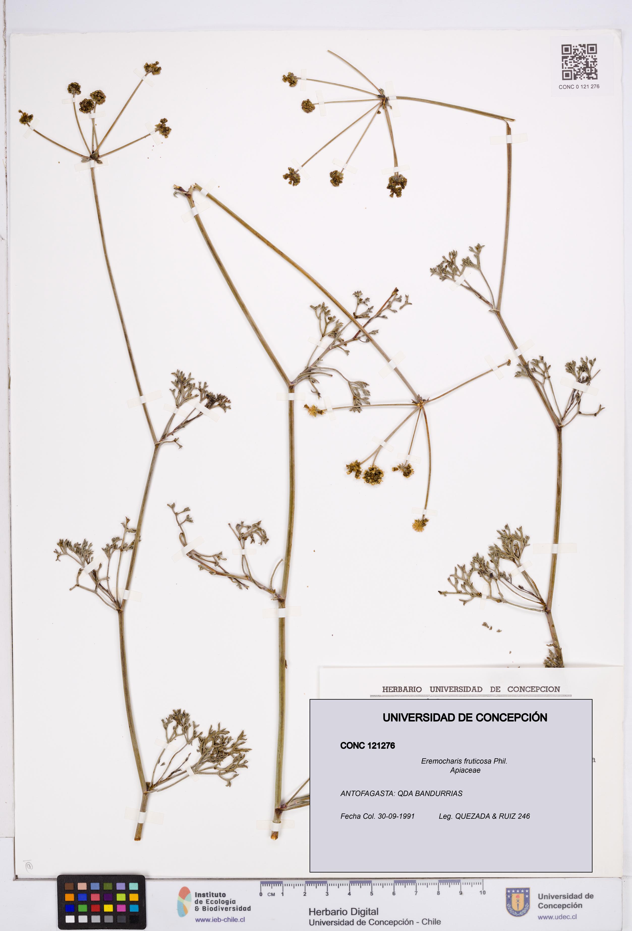 Eremocharis fruticosa [Espécimen: ]