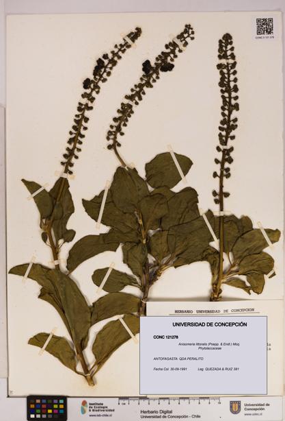 Anisomeria littoralis [Espécimen: UDEC:CONC:0121278]