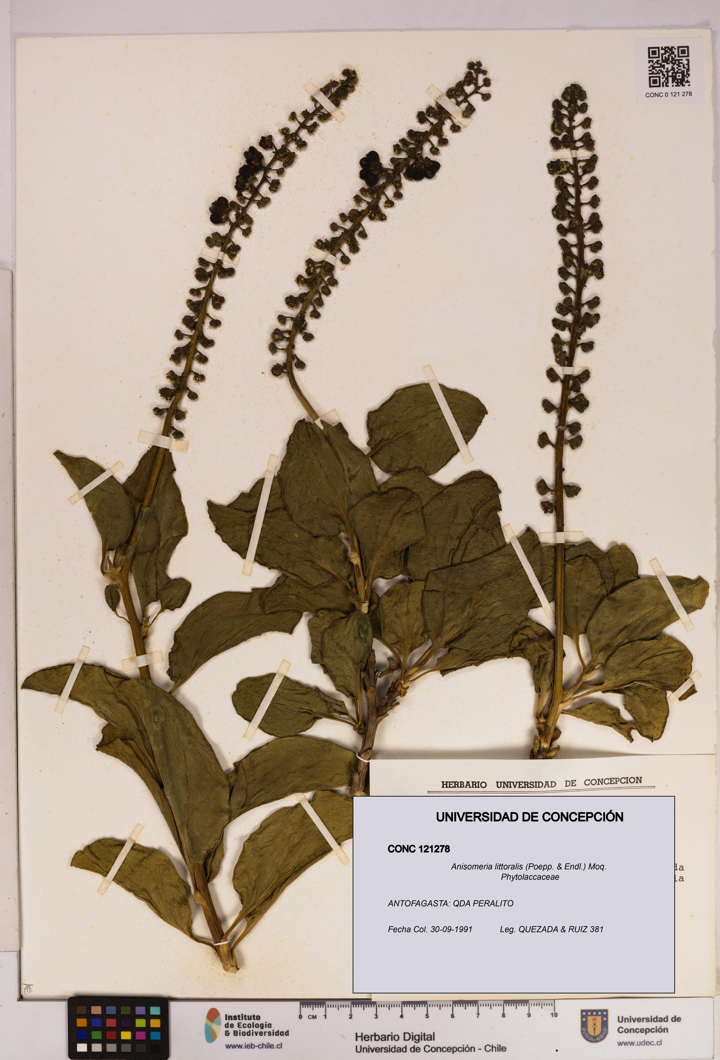 Anisomeria littoralis [Espécimen: UDEC:CONC:0121278]