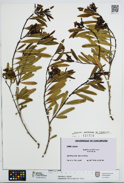 Skytanthus acutus [Espécimen: UDEC:CONC:0121279]