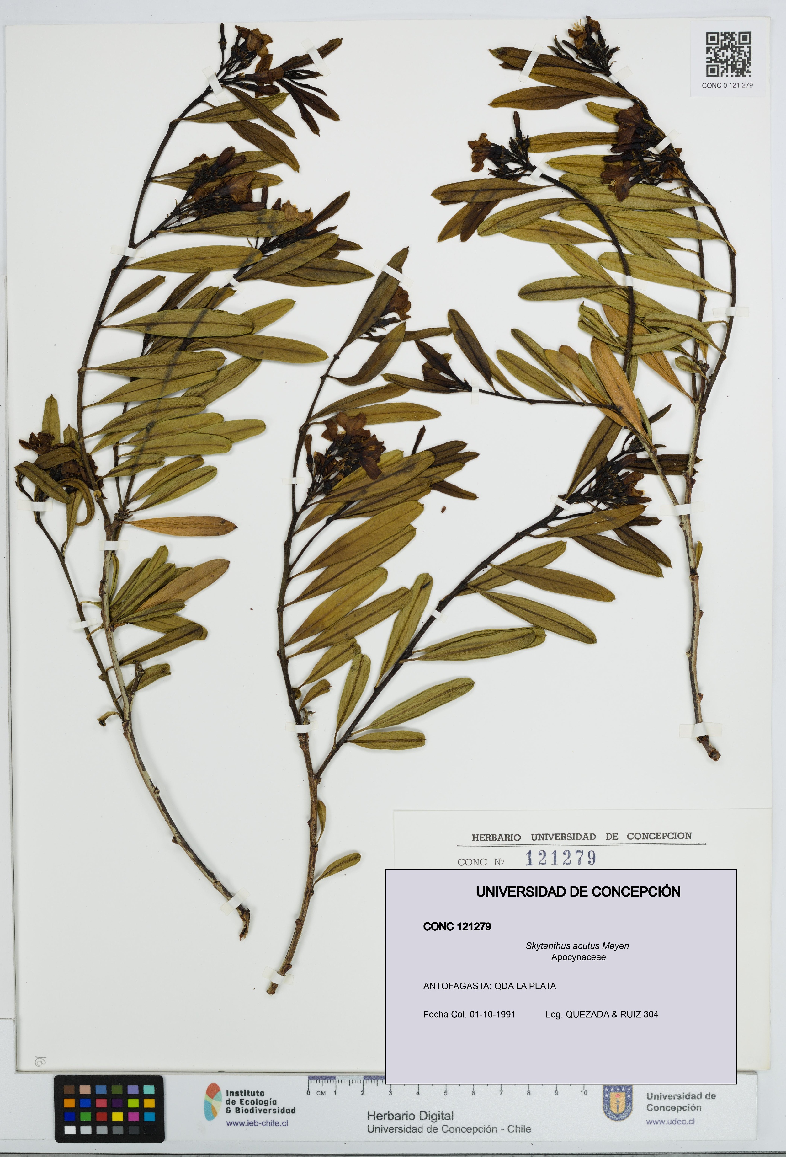 Skytanthus acutus [Espécimen: UDEC:CONC:0121279]