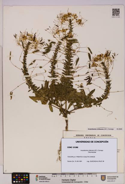 Incacleome chilensis [Espécimen: UDEC:CONC:0121282]
