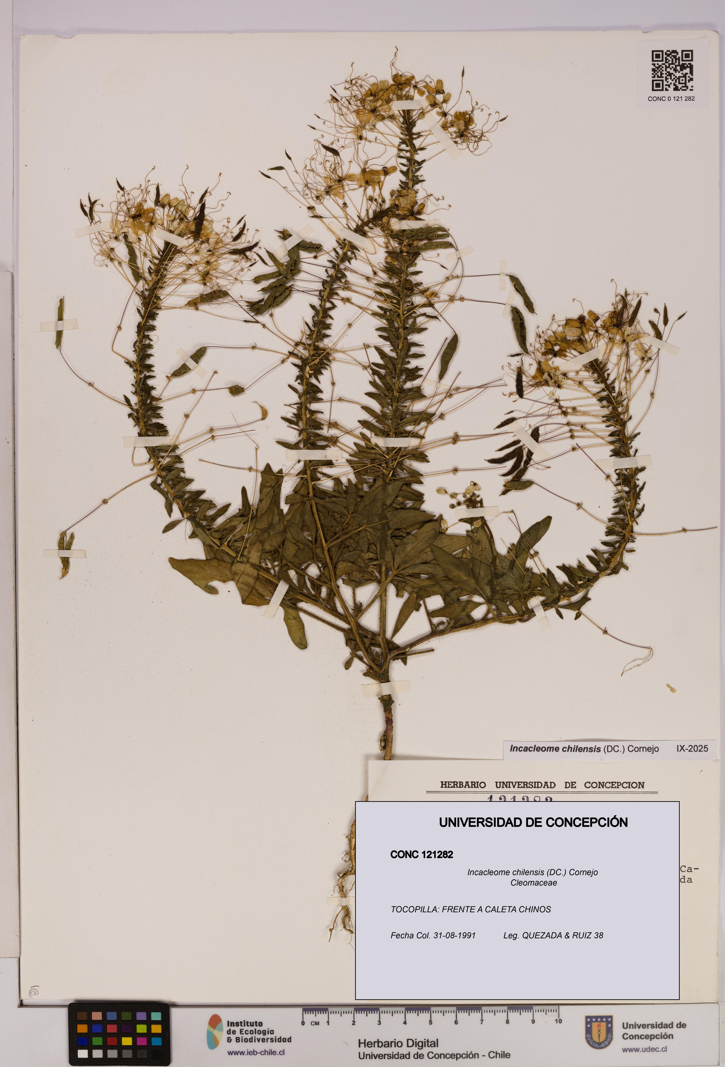 Incacleome chilensis [Espécimen: UDEC:CONC:0121282]