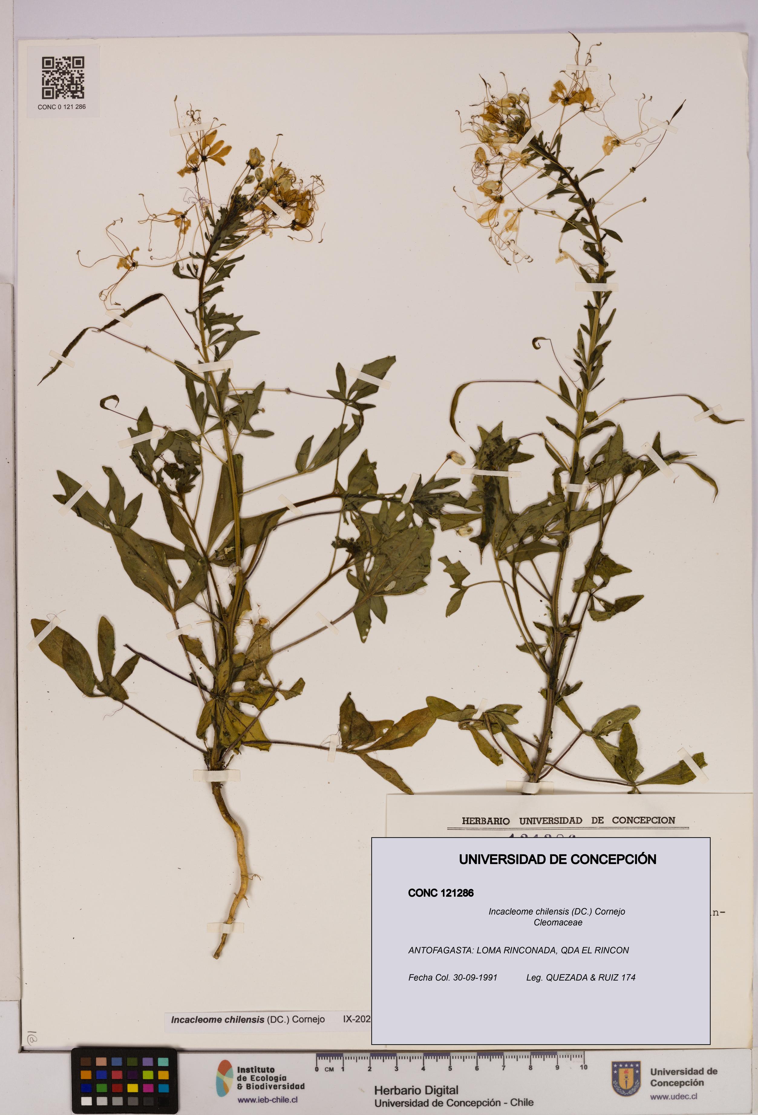Incacleome chilensis [Espécimen: UDEC:CONC:0121286]
