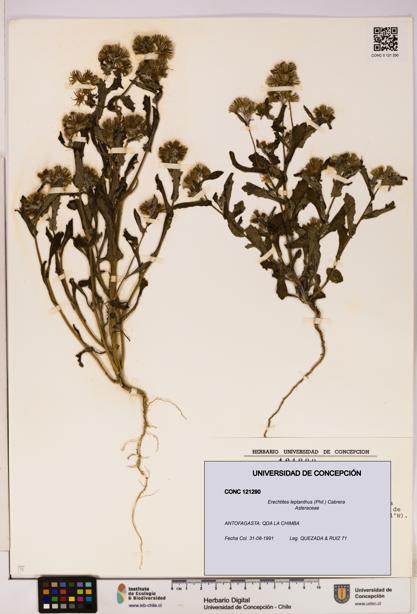 Erechtites leptanthus [Espécimen: ]