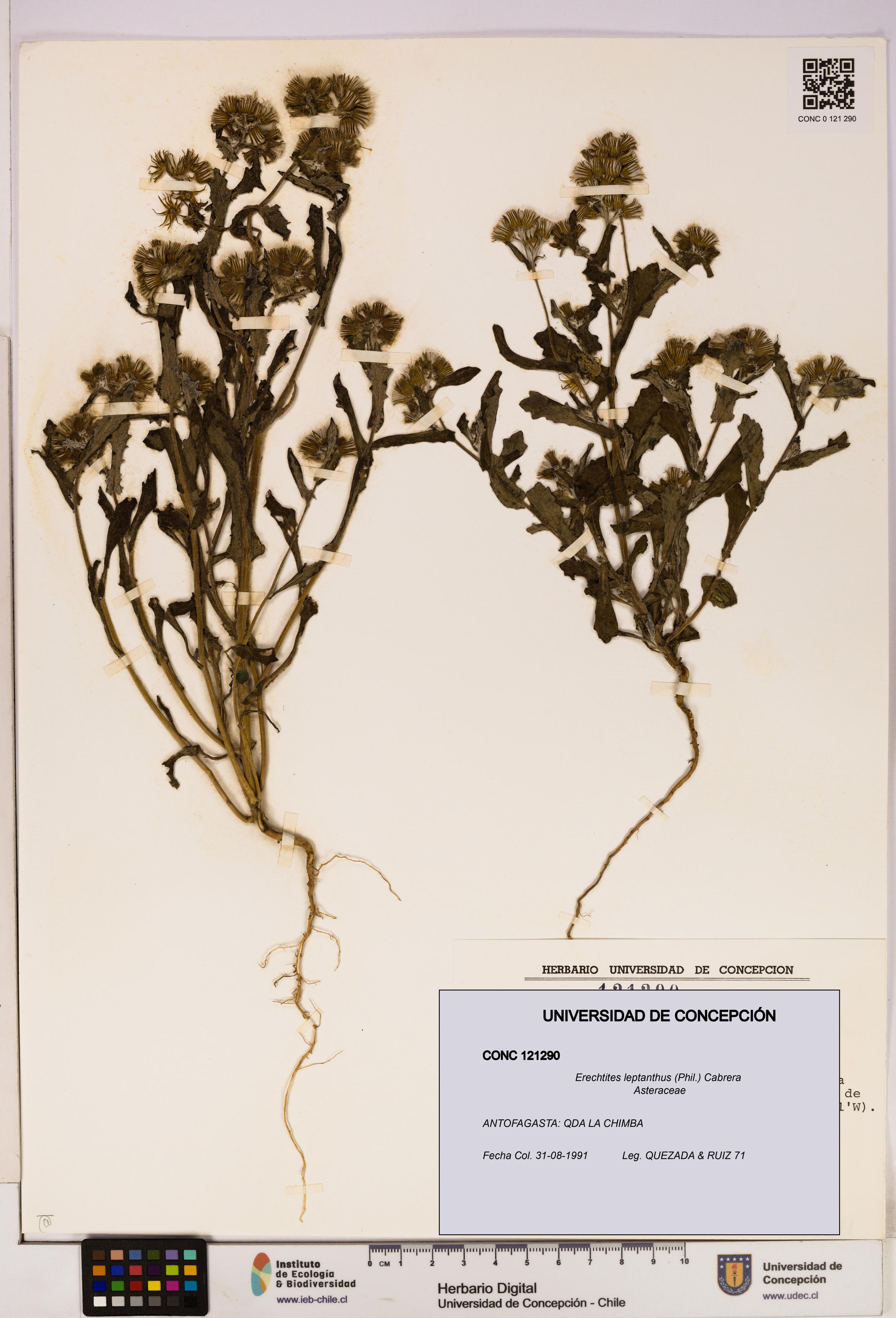 Erechtites leptanthus [Espécimen: ]