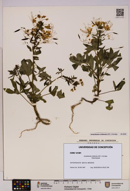Incacleome chilensis [Espécimen: UDEC:CONC:0121291]