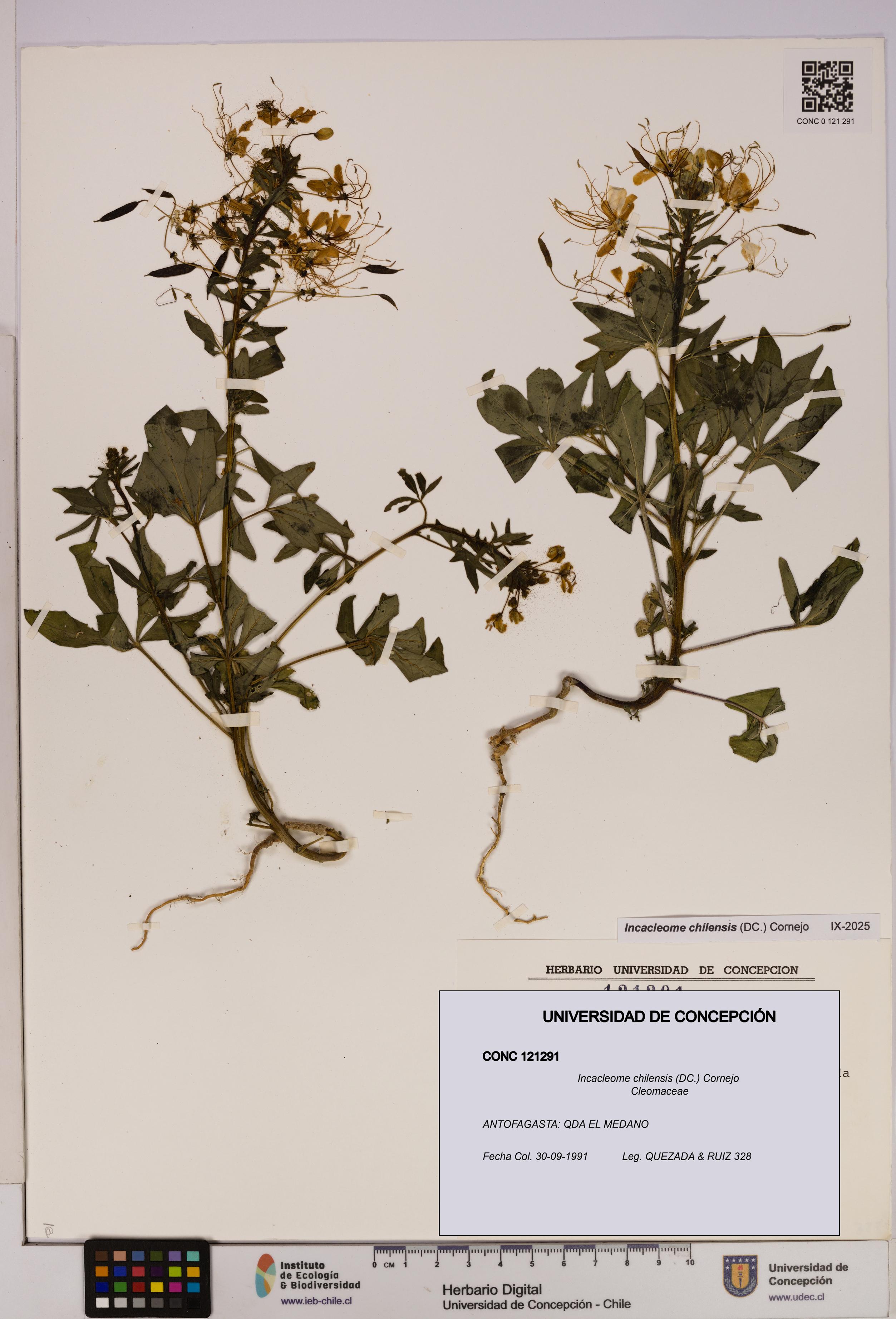 Incacleome chilensis [Espécimen: UDEC:CONC:0121291]