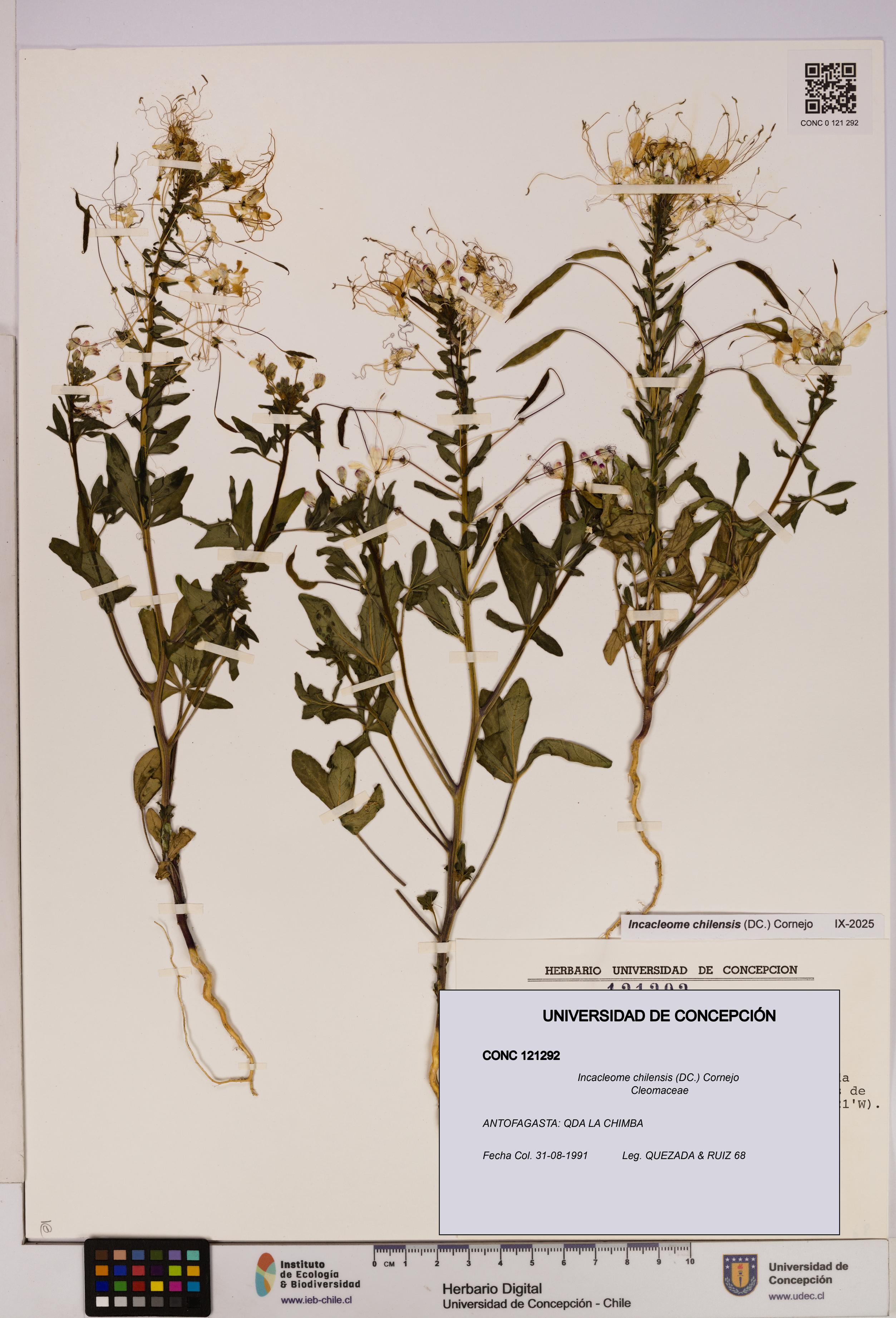 Incacleome chilensis [Espécimen: UDEC:CONC:0121292]
