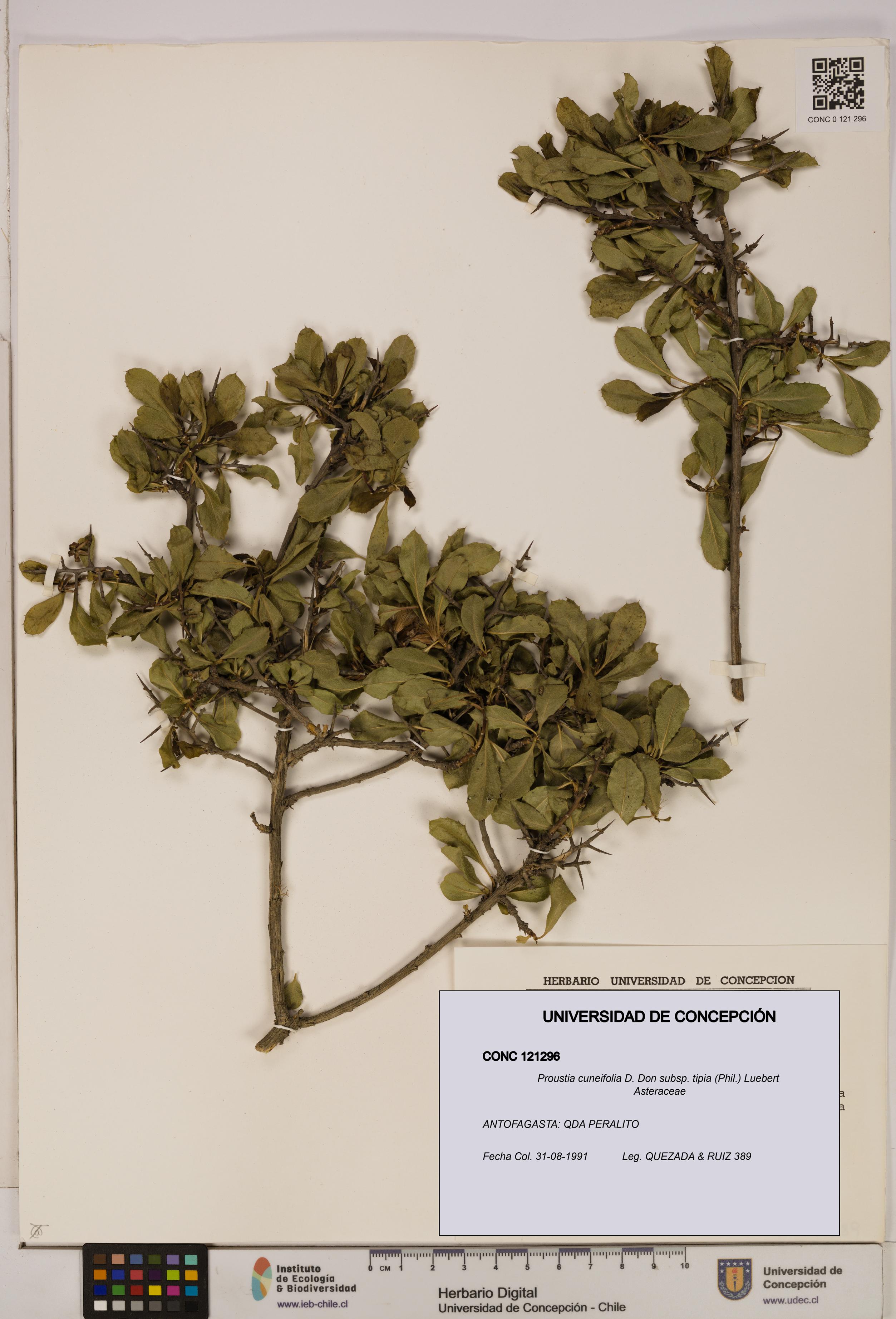 Proustia cuneifolia [Espécimen: UDEC:CONC:0121296]