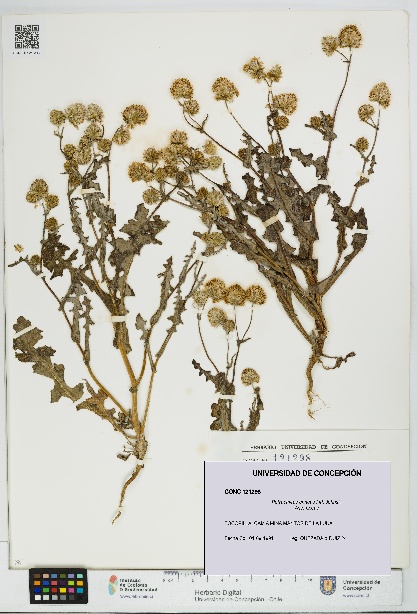 Polyachyrus annuus [Espécimen: UDEC:CONC:0121298]