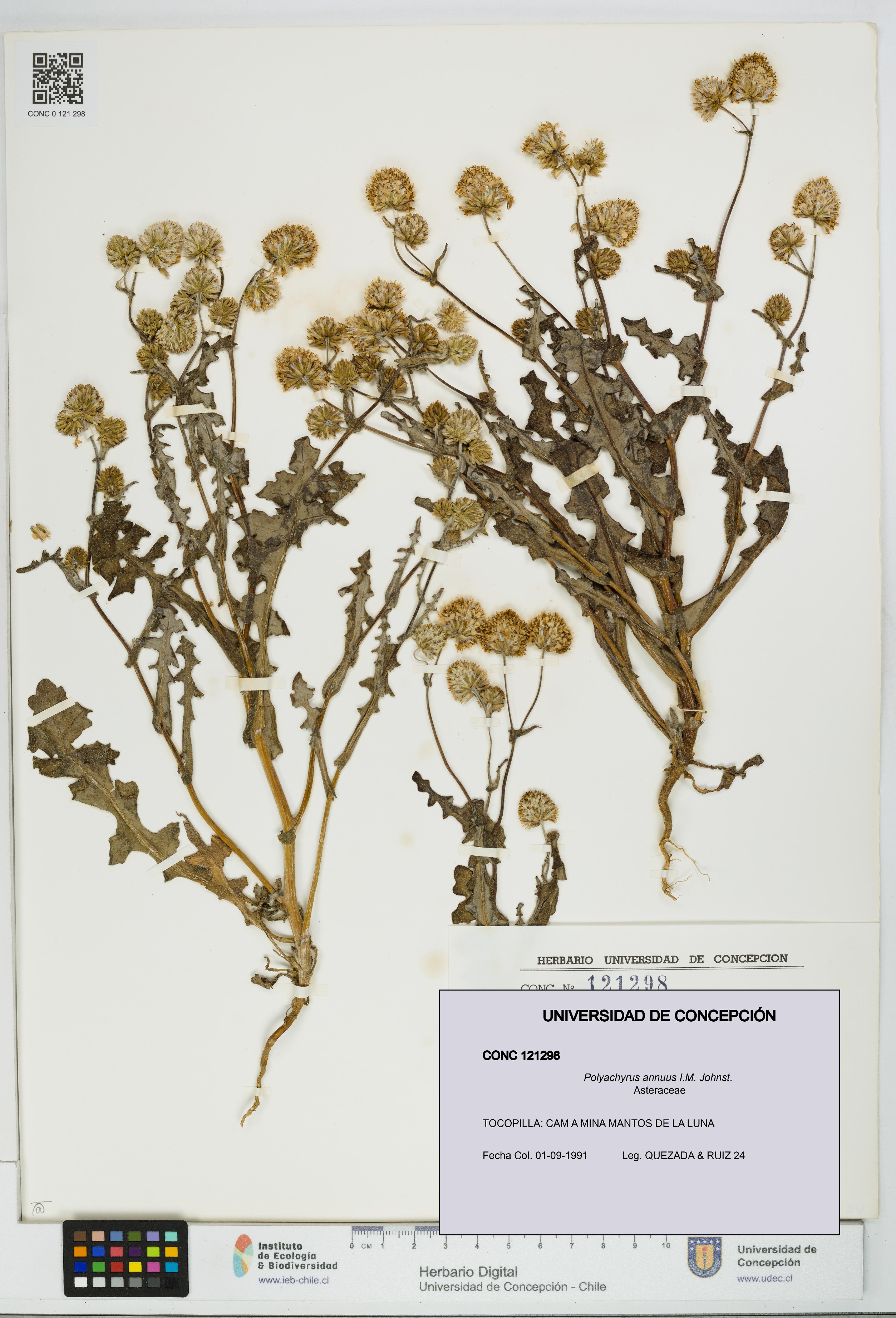 Polyachyrus annuus [Espécimen: UDEC:CONC:0121298]