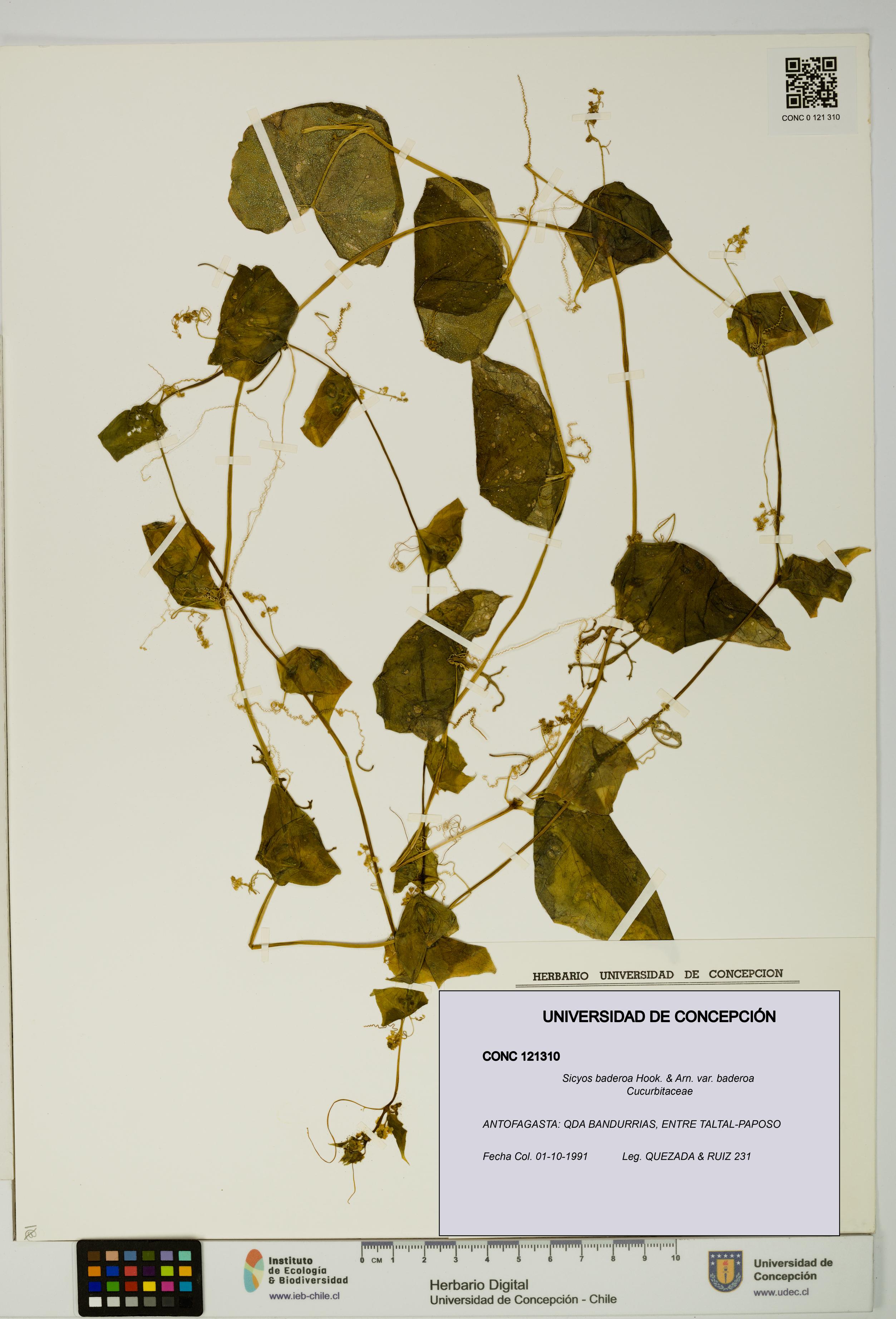 Sicyos baderoa var. baderoa [Espécimen: UDEC:CONC:0121310]