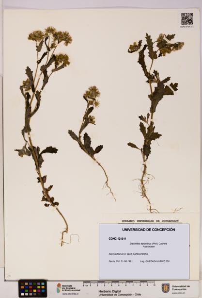 Erechtites leptanthus [Espécimen: ]